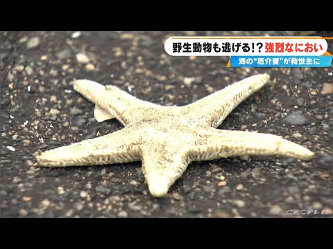 型破りの発想！ 野生のシカも逃げる強烈な匂い　｢海の厄介者｣が山の救世主に？ “獣害”対策で試しにつるしてみたら… 岐阜･大野町