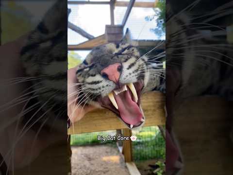 Big Cat Core😼 #cat #leopard #jaguar #animals #snowleopard #fyp #foryou