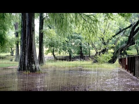 Relaxation and Deep Sleep with Rain Sounds Under the Tree - Peace of Mind, Tinnitus & Stress Relief