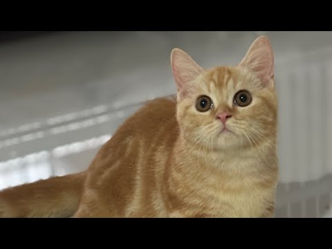 Kucing mahal seperti apa ? Ready adopsi kucing mahal british short hair dan munchkin dijakarta 😻