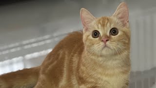 Kucing mahal seperti apa ? Ready adopsi kucing mahal british short hair dan munchkin dijakarta 😻