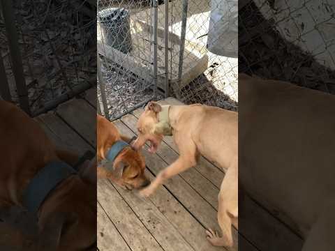 Educational!!! Aggressive Pitbull Breeding 🔥🧬 #marcostvg #realapbt #apbt