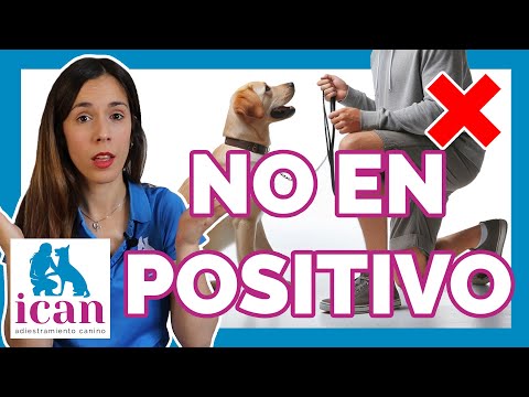 CÓMO ENTRENAR a tu PERRO | ¿Adiestramiento Canino EN POSITIVO?