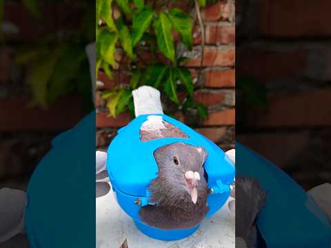 Pigeon treatment 1269 #kalapati #birds #shorts #pigeon #kabutar #pets #pigeontreatment