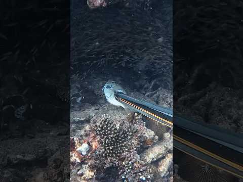 Feeding The ANGRIEST Fish In The Ocean