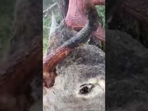 Un venado con muy mala suerte