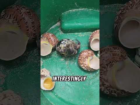 A man helps Hermit Crab Finding a New Home