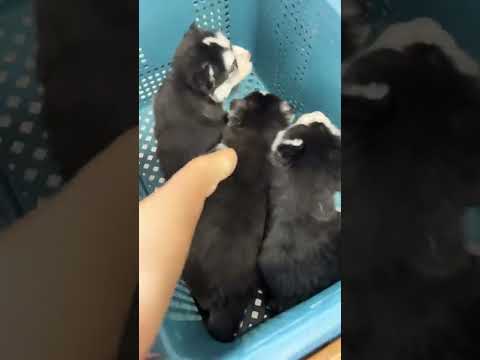 Meet Thunder’s Babies