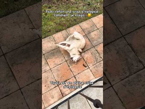 La crise d’épilepsie de Tsuki… comment je réagis et pourquoi… (partie 1) #chien #husky #epilepsie