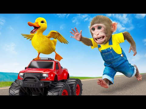 Kiki Monkey best videos  complaint one hours | Kiki Monkey