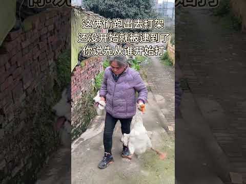 Cute Mexica Plush Dancing Cactus Electric Plush Toy ๐ถ #cutedog ๐ฎ This fight is over before it ๐ก P84