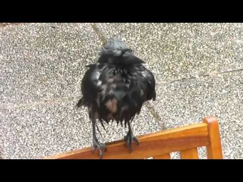 der Rabe Rudi im Regen