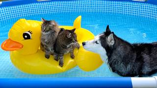 Husky Apple Hunt Turns into Duck Cruise