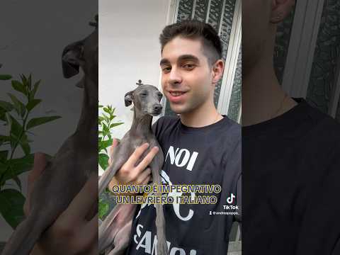 Seguitemi anche su ig Andrea_pappa❤️ #levriero #levrieroitaliano #italiangreyhound #pli #dog #dogs
