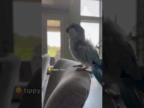 She did her best. Also, where were the 🥞 #bird #parrot #rescue #quakerparrot