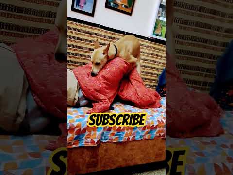 Naughty puppy caught red handed ๐ถโค๐#funnydogvideos #cutepuppy #doglover