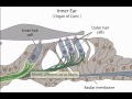 Anatomy and Function of the Ear
