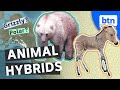 Species Interbreeding and Genetics Concepts