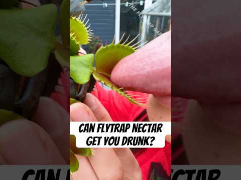 Can Flytrap Nectar Make You Drunk