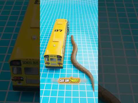 Quem Era Mais Forte o Crocodilo ou Essa Cobra? 😱