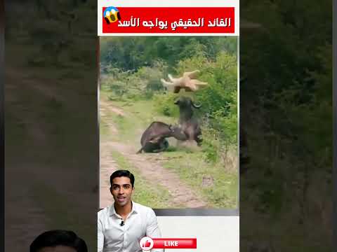 🚨 هكذا يكون القائد الحقيقي! 👑🦁🔥#shorts