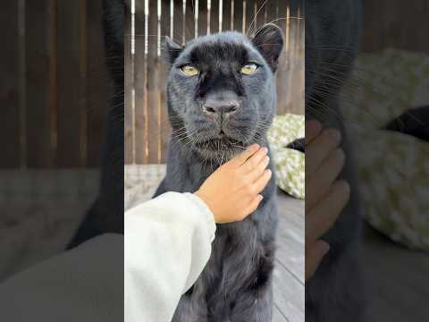 talk with the panther ❤️
