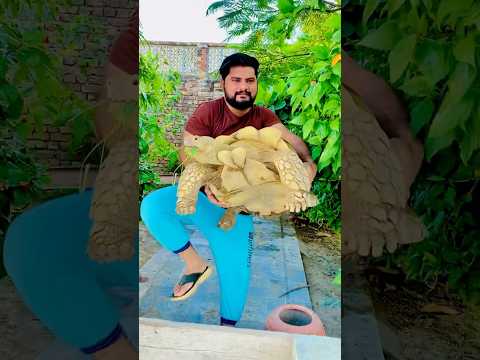 Dasi Dasi With Cute Pet #shorts #dasi #ytshorts #pets #viral #viralshorts #viralpets #cute