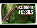 Dinosaur Discoveries and Theories