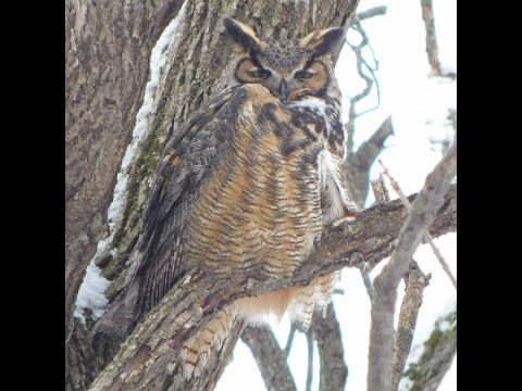 Hanging with Heckrodt: Wildlife Edition — Great Horned Owl