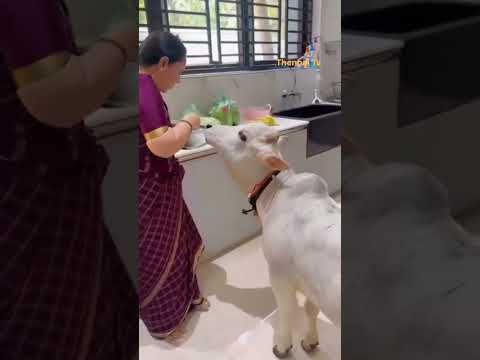 அம்மு செல்லத்துக்கு அம்புட்டு பசிக்குதாடி?@youtube.comthennaitv #cow #hungry