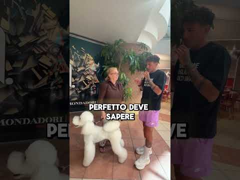 dove bisogna accarezzare il cane?