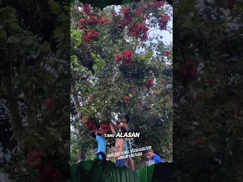 Rambutan Tak Bertuan #shorts #panen #buah #rambutan