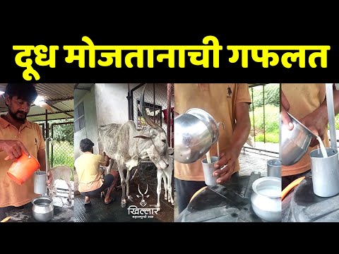दूध मोजताना काय गफलत होते? । बालभारती खिल्लार फार्म, जयसिंगपूर | Khillar Maharashtrachi Shaan 2025