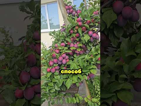 Копеечное средство, а заменяет тонну навоза и на участке не воняет 😉 #сад #огород #дача