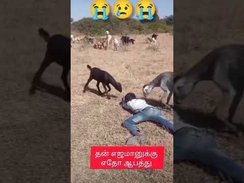 mannilae iramundu #bakrid #shortsfeed #animallovr #animallovers #animalshorts