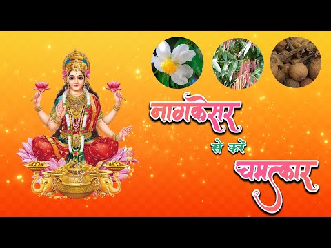 Do miracles with  Nagkesar (Ceylon ironwood) | इस दिवाली नागकेसर से करें चमत्कार |