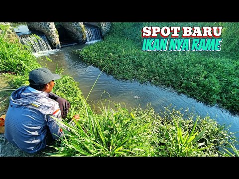 Mancing Di Sungai pinggir Sawah Menggunakan Umpan Lumut sawah Halus