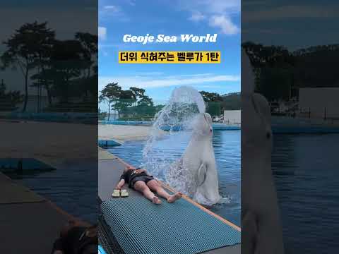 더위 식혀주는 벨루가 1탄 ㅋㅋㅋㅋㅋ