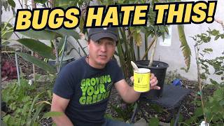 Stop Pests & Sunburn: This Organic Shield Saves Your Trees & Veggies