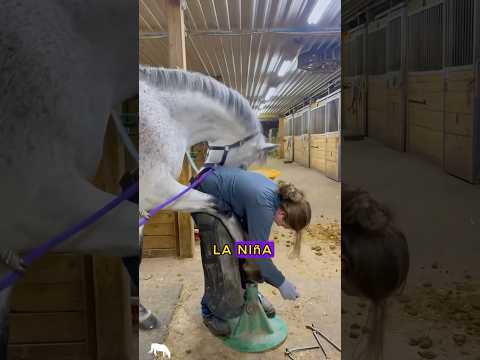 Ayúdame por favor a limpiar mi casco☹️😭🥺#hoofcare #satisfying #hoofgp #help #shorts