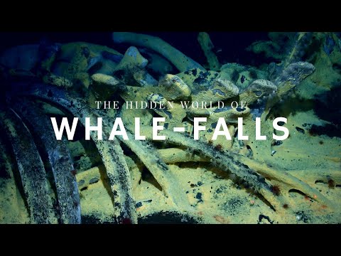 The Stages of Whale Decomposition