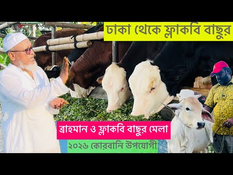 বেস্ট কোয়ালিটি ফ্লাকবি, ব্রাহমান ক্রস ও স্পেশাল শাহীওয়াল ষাড় বাছুর ২০২৬ কোরবানির উপযোগী চাদপুর এগ্রো