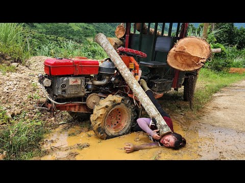 Agricultural vehicles transport timber, harvest large trees, load and transport to the timber mill