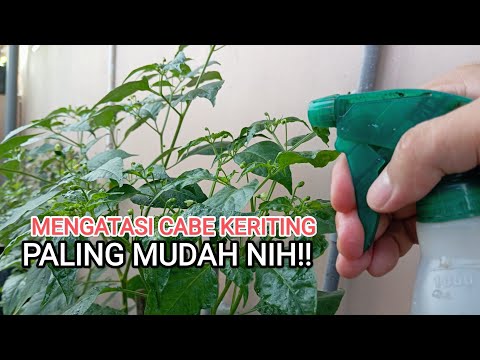 Cara mengatasi cabe keriting yang mudah dilakukan di rumah