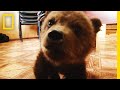 Видео Урок: Анализ и Вопросы