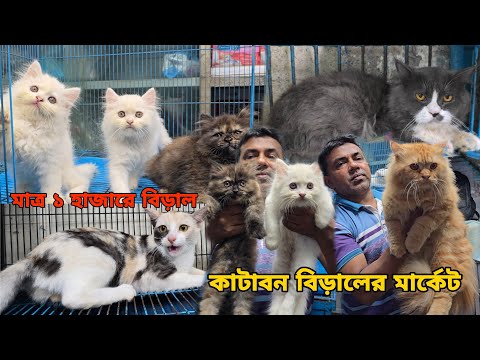 কাটাবন বিড়ালের দাম_Katabon Animal Pet Market_Mixed breed cat,Persian_Biraler dam