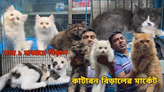 কাটাবন বিড়ালের দাম_Katabon Animal Pet Market_Mixed breed cat,Persian_Biraler dam
