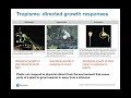 Plant Tropisms and Photoperiodism