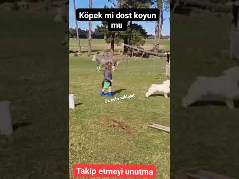 koyun mu köpek mi dost #a #keşfet #aslan #belgesel #köpek #kurt #evdeneve #adana #kargo #ofis