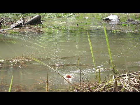 Mancing Ikan Gabus Disaat Banjir !!!